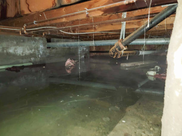 Best Local water damage restoration  in Little Falls, MN